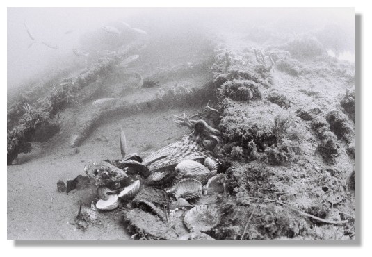 Le poulpe, maître de l'Athéna