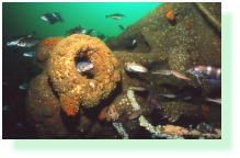 Une faune très riche sur l'Afrique