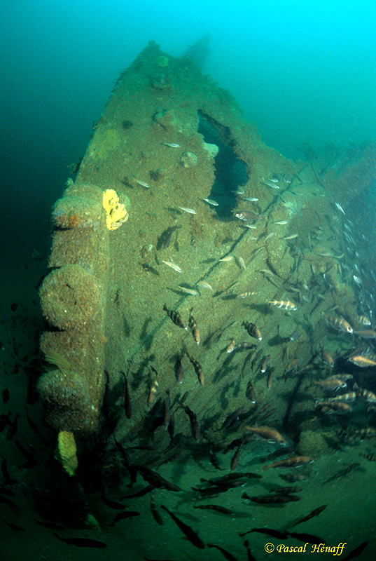 L'étrave du Californian