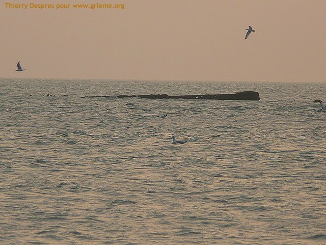 Les vestiges du Bruges