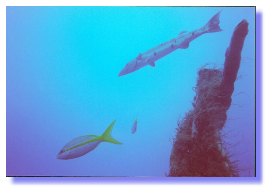 Petit barra deviendra grand ?