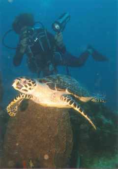 Tortue du Rocher de La Perle