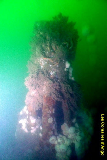 Tripod - Notez la présence de l'araignée