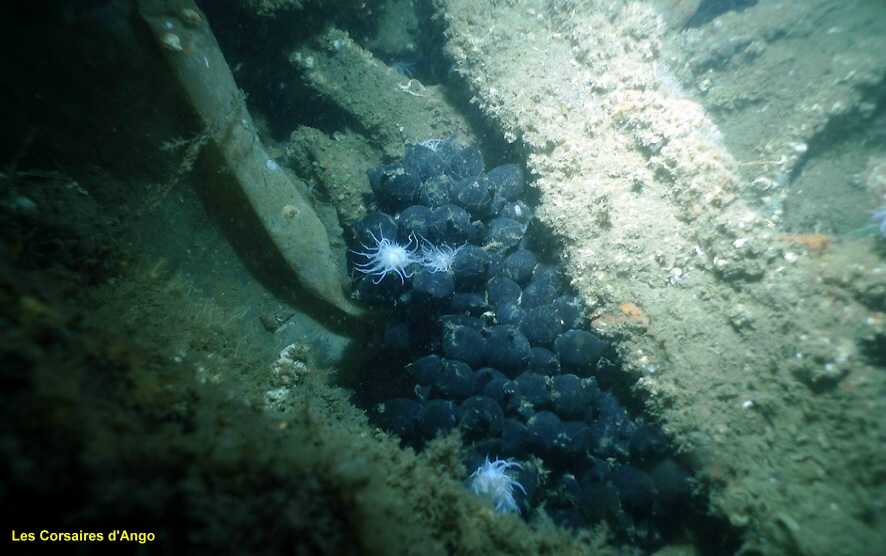 Oeufs de seiche