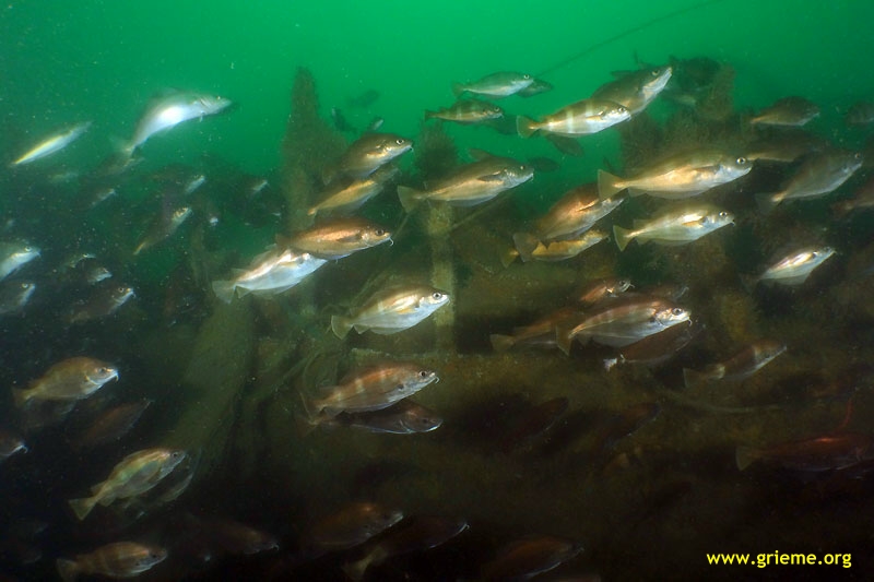 un des deux treuils de charge du Pylades