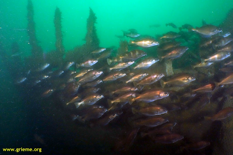 (La chaudière et sa soupape)