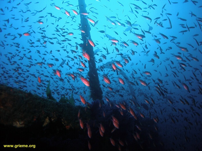 Nuée de castagnoles sur le Sagoan