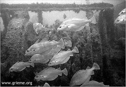 Chaine d'ancre derrière les tacauds