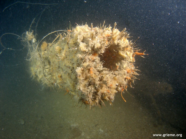 Un canon de l'UJ1433